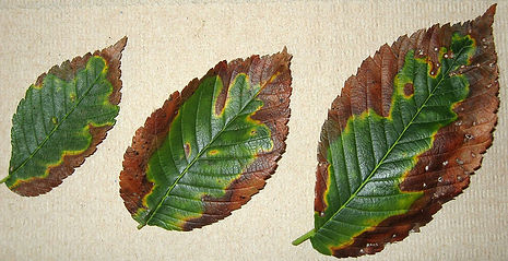 Beech Leaf Disease summit - NJ