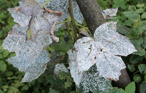 DISEASES-NJ-TREE-CARE Short Hills