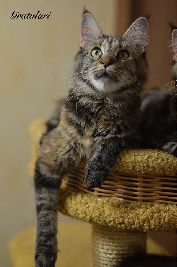 кот на вязку