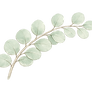 eucalyptus_branch.png