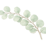 eucalyptus_branch_edited.png