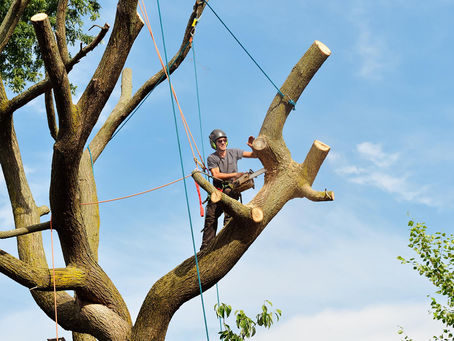 The Importance of Tree Pruning and Removal in Fort Collins
