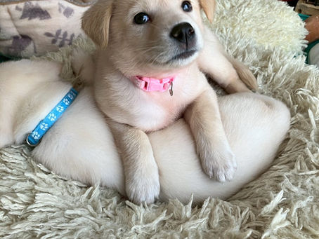 オパールちゃん