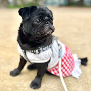 マーズちゃん
