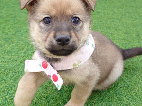 さんぴんちゃん