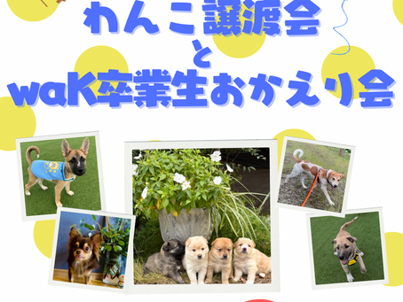 ワンコだらけの譲渡会