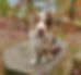 Brave at cottage.jpg