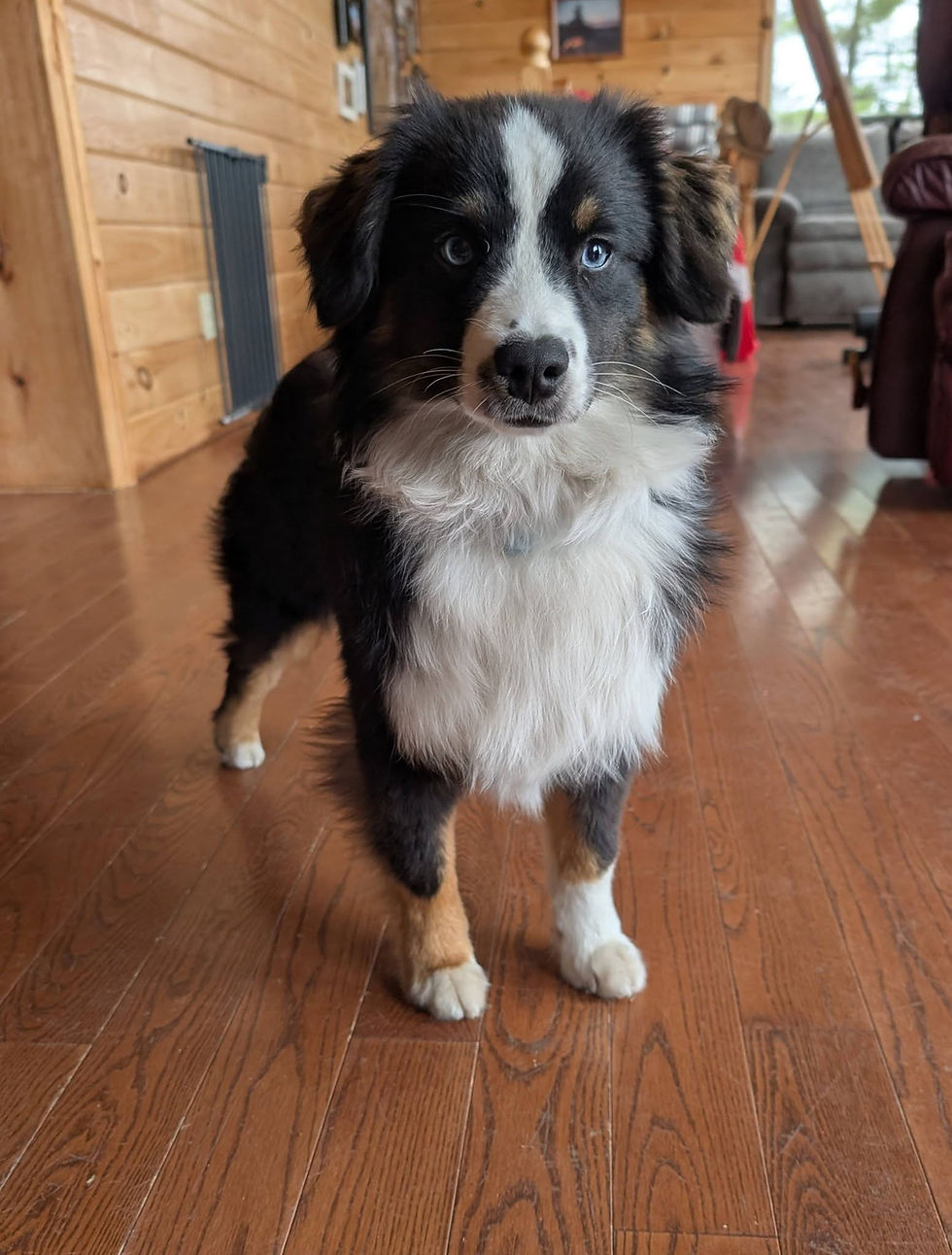 Talker aka Meatball2