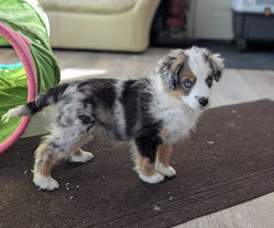 Follow Me Moonlight Bright