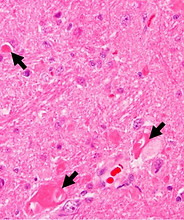 nad image.jpg