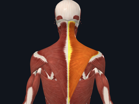 Anatomic view of the right Trapezius Upper, Middle, and Lower Fibers.
