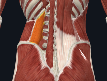 Anatomic view of the Left Quadratus Lumborum muscle