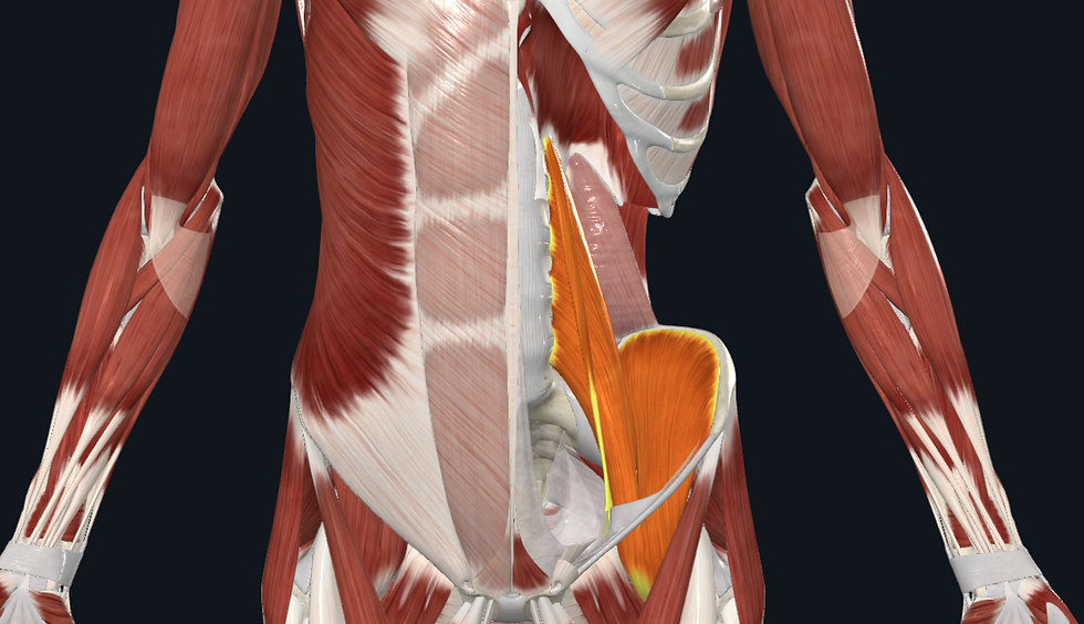 Cross-sectional view of the human abdominal region highlighting the psoas muscle