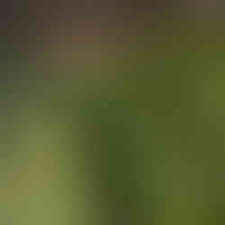 Green plastic artificial foliage to be treated for improved fire resistance