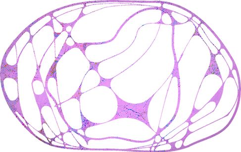 міцелійне коло 2_edited.png