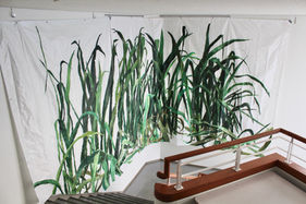 Mess green