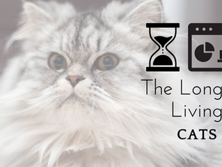 The Longest-Living Cats