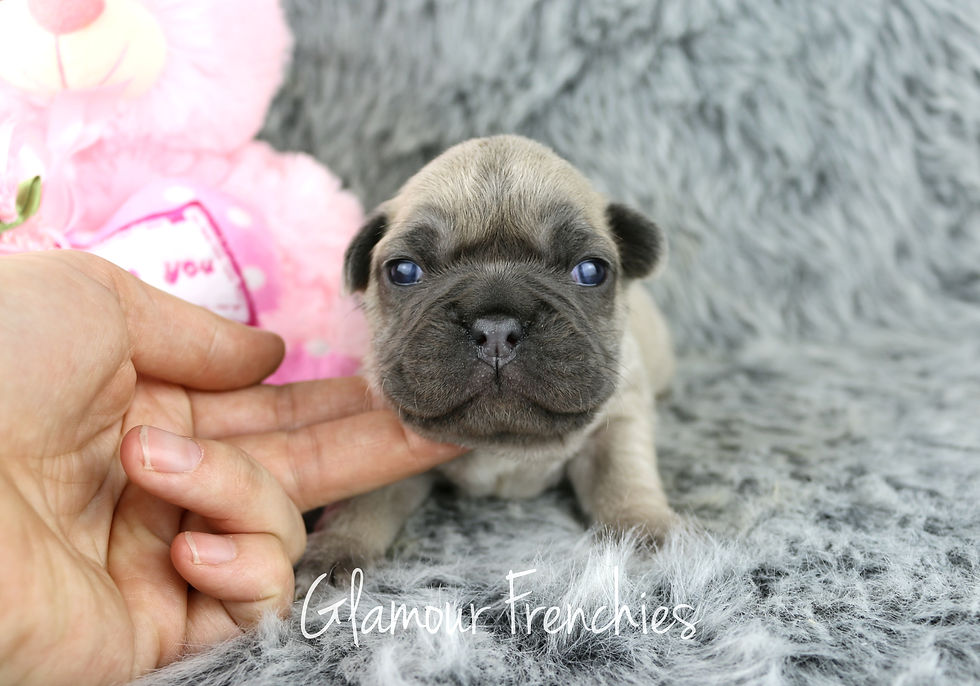 Blue Fawn Girl
