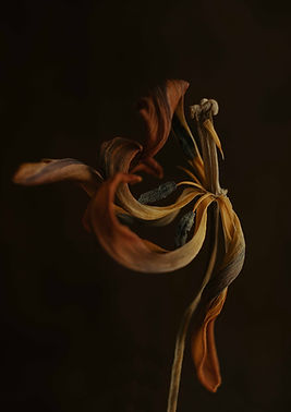 flora-99.jpg