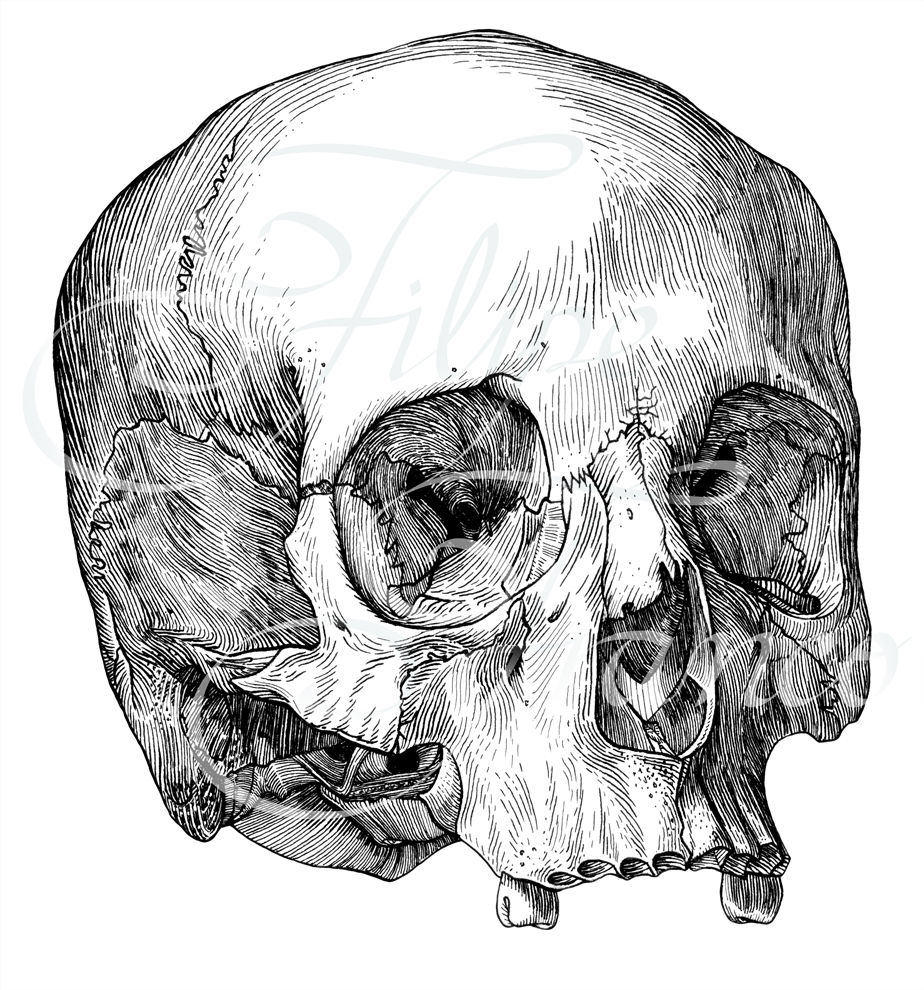 Ilustração Científica de um Crânio