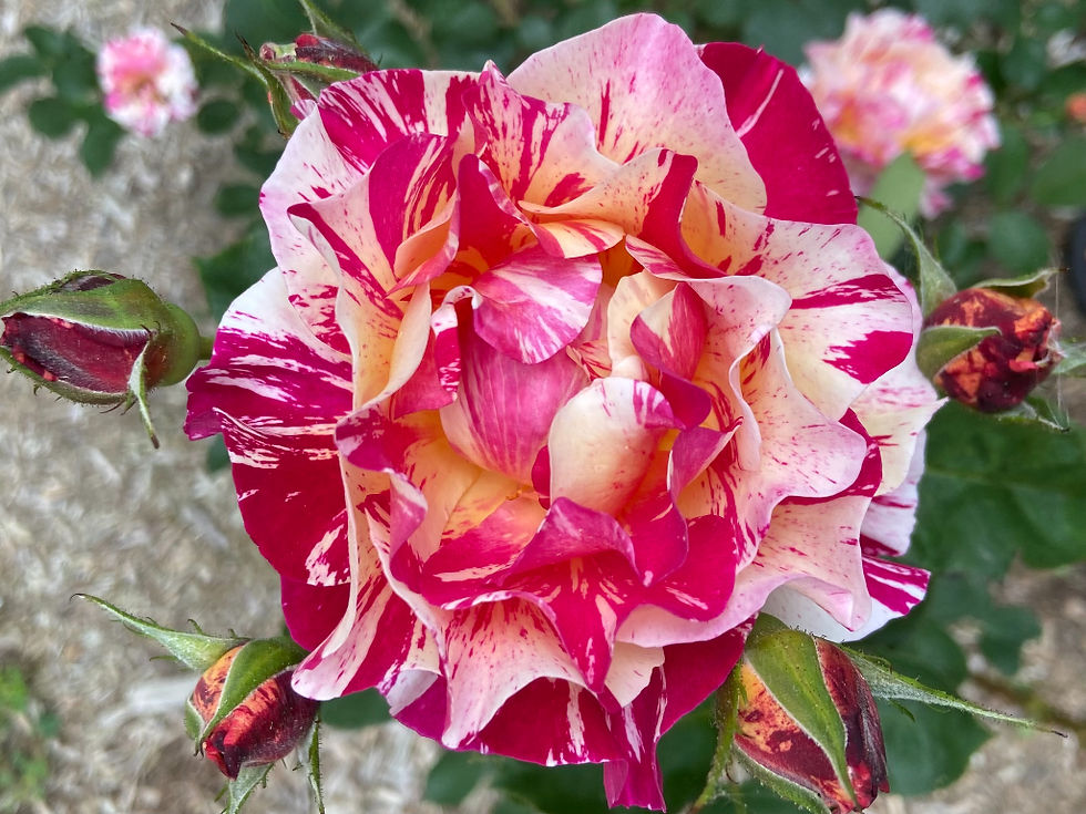 NERS Community Service