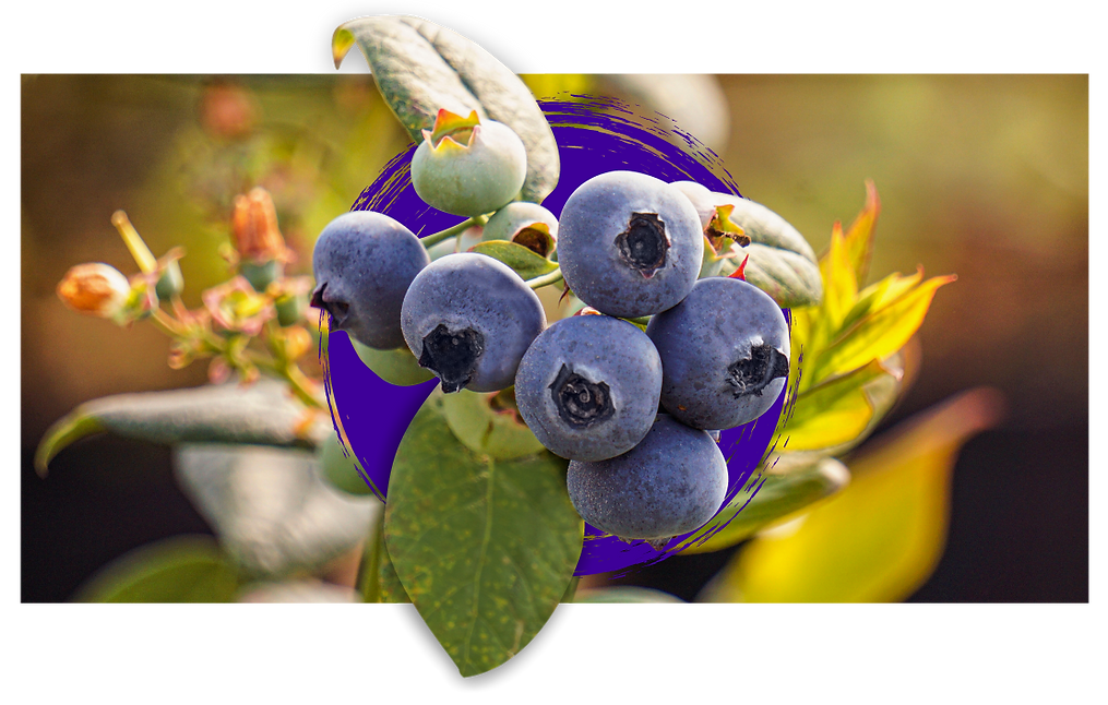 FOTOS-ANRANDANOS-HOME-2.png
