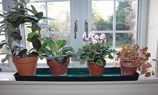 Windowsill Plant Trays | WindowGardensDirect