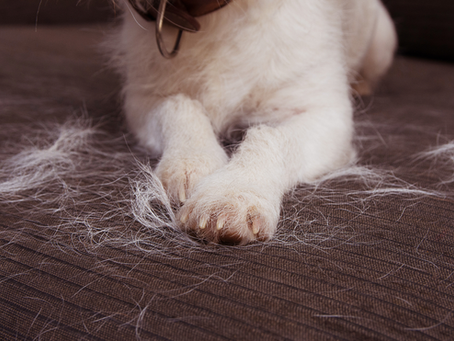 How to Keep Your Car Clean When You Drive with a Dog