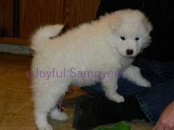 Sugar- Male 3  DSCN0080