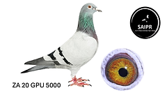 ZA_20_GPU_5000_FINAL-removebg-preview.png