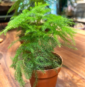 Asparagus Fern