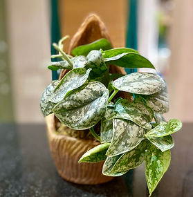 Scindapsis Silver Satin