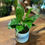 Thumbnail: Peace Lily in Designer Ceramic Pot