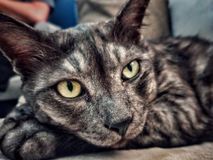 Through the Lens: Exploring Light, Colour & Texture with ISS Animals