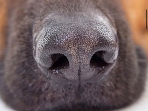 De hondenneus: Een bijzonder zintuig vol informatie