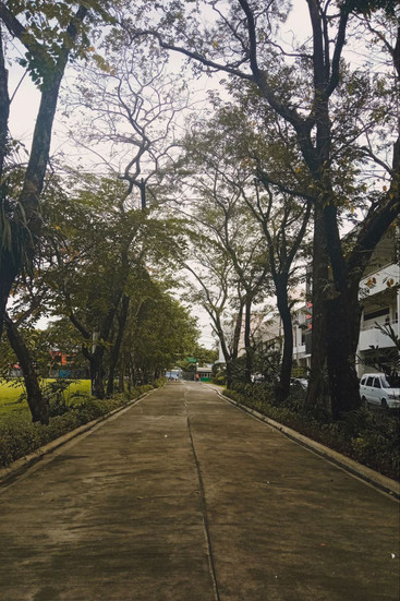 trees everywhere