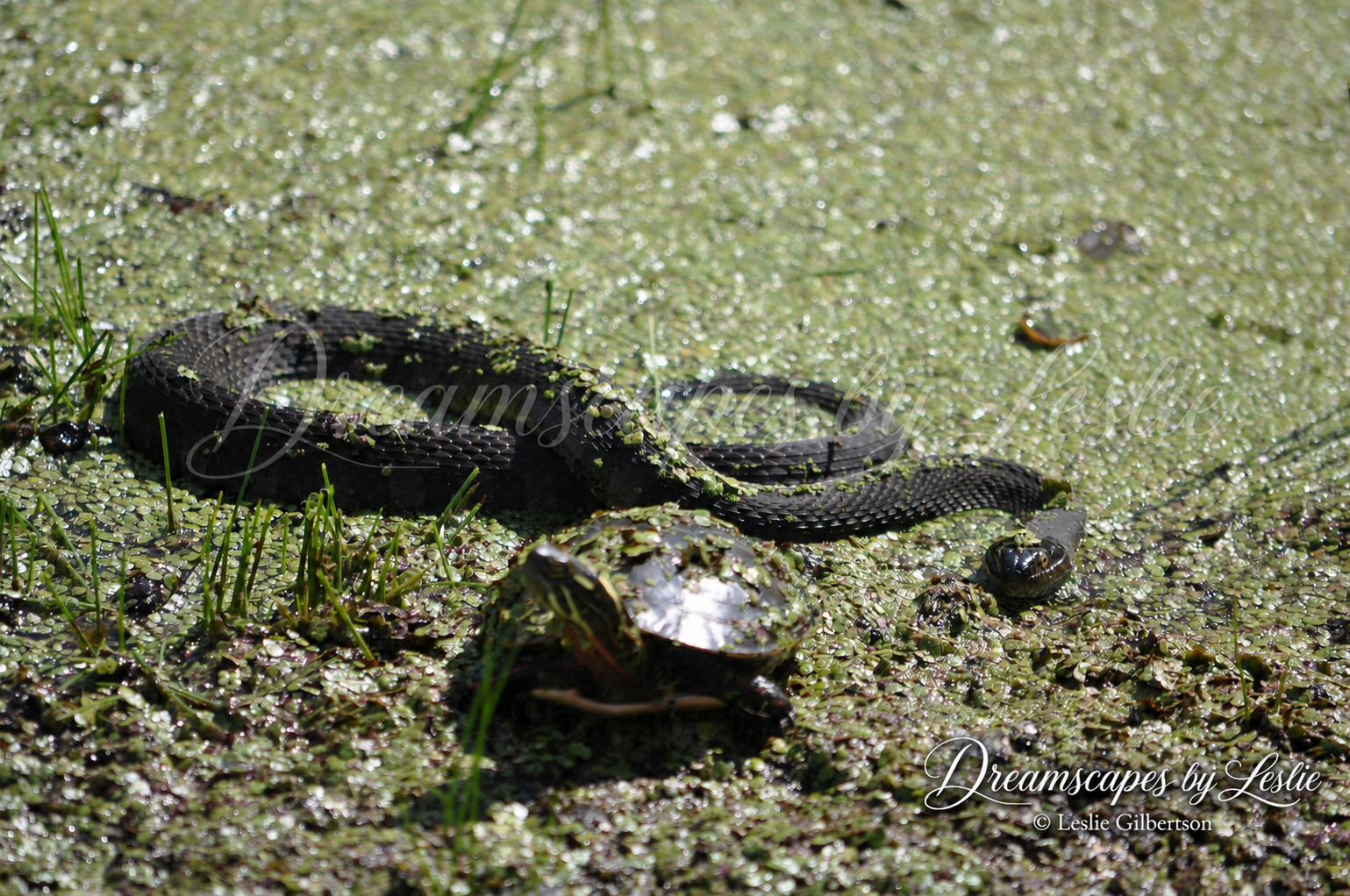 Northern Watersnake and Turtle Sunning– Digital Photography Download