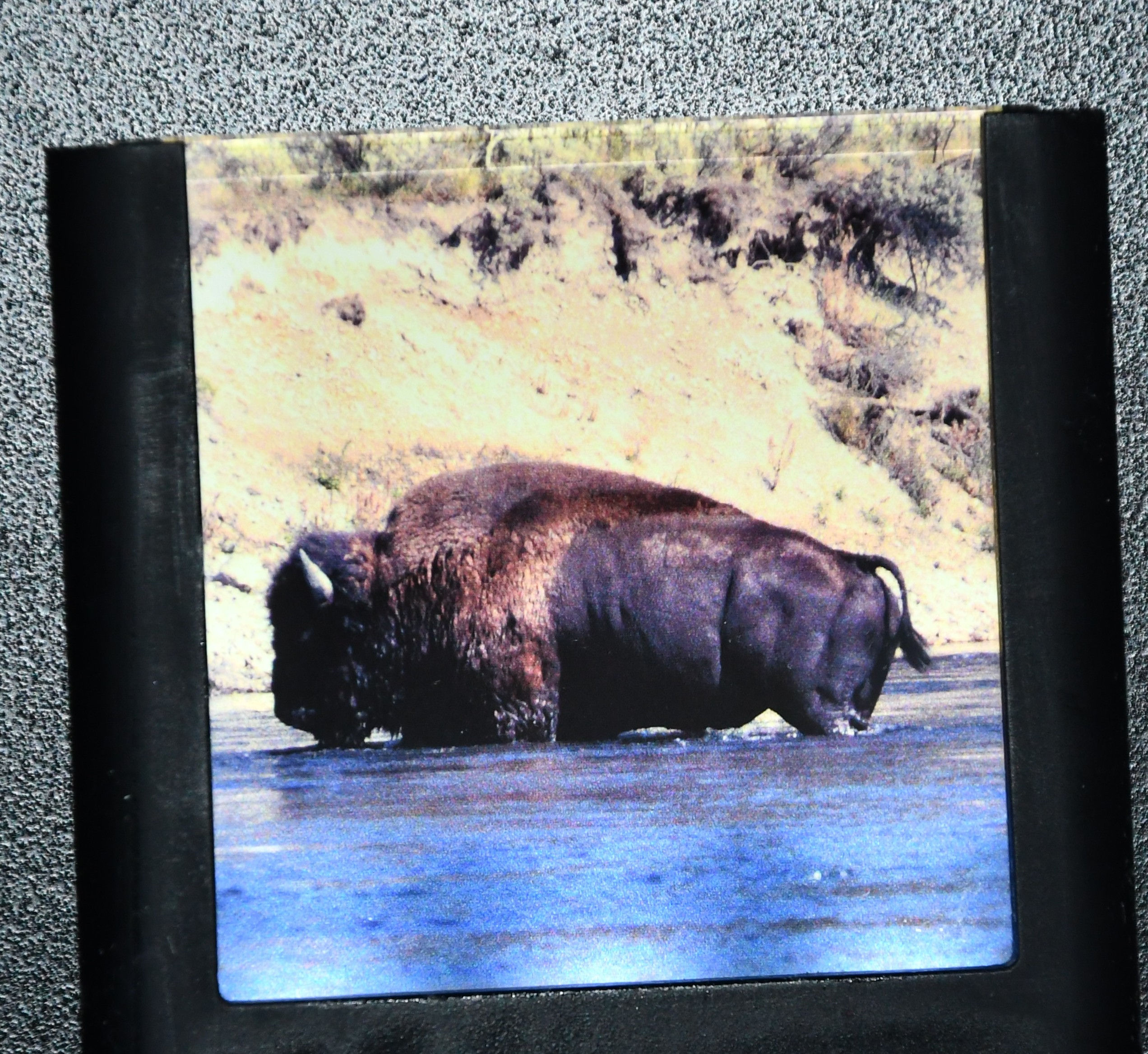 Bison Crossing the Yellowstone River Crystal Nightlight