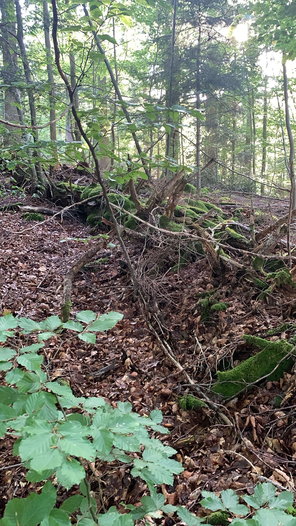Schwarzwald-Totholz mit bemoosten Stämmen und Pilzen – Symbol für Artenvielfalt, Naturkreisläufe und die Grundlage für regionalen Weinbau.