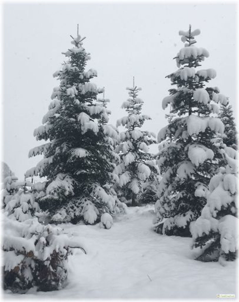 TannenvollSchnee