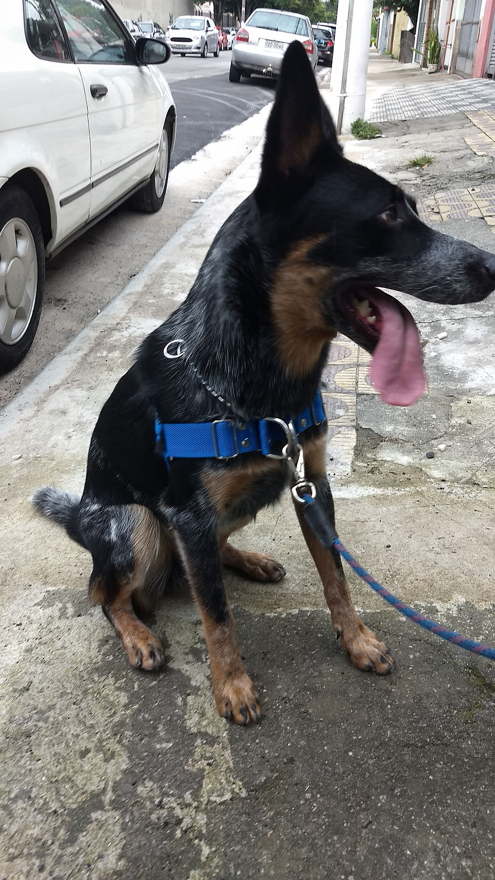 Miniatura: Peitoral Anti Puxão Para Cães de  Médio e Grande Porte