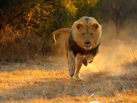 ¡CUIDADO CON LOS LEONES DETRÁS DE LAS REDES SOCIALES!