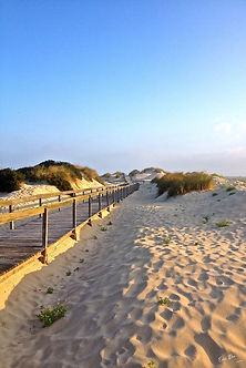 Chemin dans les dunes