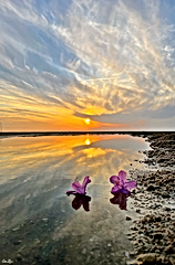 De l'eau, des fleurs & ....