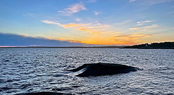 Petite île