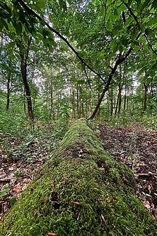 Le chemin vert