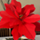 Thumbnail: Crimson Poinsettia Statement Bloom