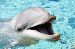 Dolphin at pool