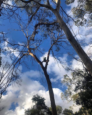 Hazard Tree Removal
