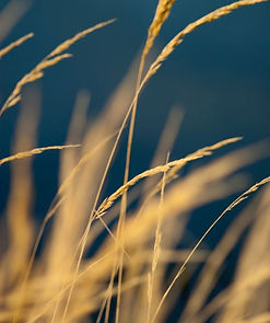 Corporate Wheat Growth 